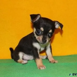 Lovely Chihuahua Puppies