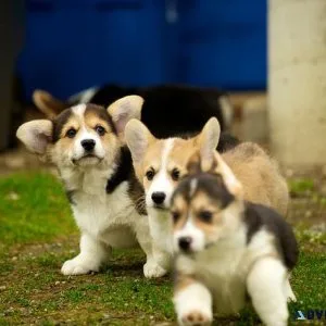 Precious Pembroke Welsh Corgi Puppies