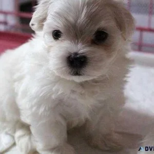 Beautiful Maltese Puppies