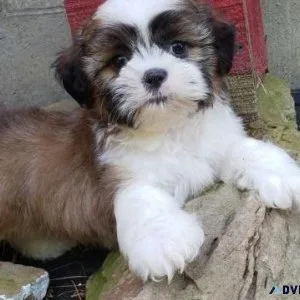 Precious SHIH TZU PUPPIES