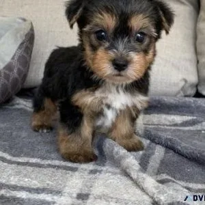Lovely Yorkshire Terrier Puppies