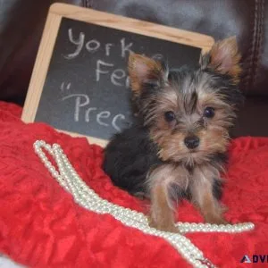 FEmale Yorkie Precious