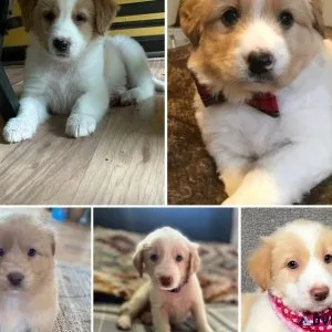 Goldador puppies
