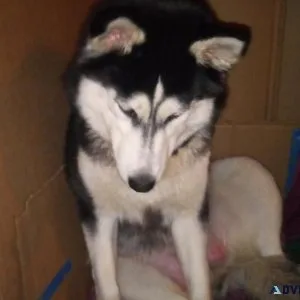 Husky Puppies
