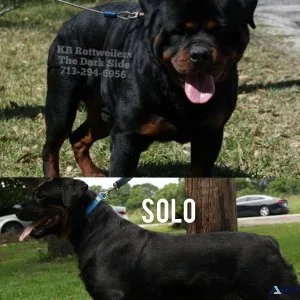 100% Pure German Rottweilers