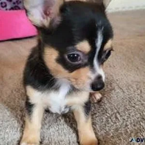 Gorgeous Chihuahua Puppies Available
