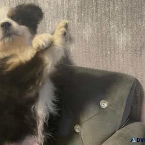 Registered tiny toy aussie