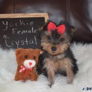 Yorkie Female Crystal
