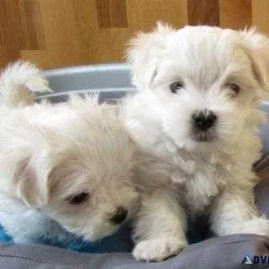 Adorable male and female Teacup Maltese puppies