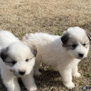 Great Pyrenees
