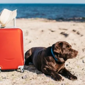 Remediovet: seamless pet relocation solutions