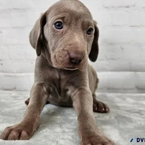 Socialize Weimaraner puppies