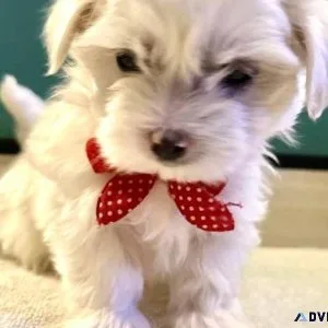Male and female Maltese pups