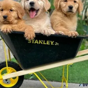 Quality Golden Retriever pups