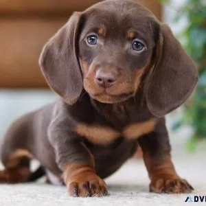 Avaiable Dachshund puppies