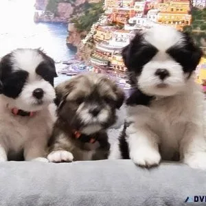 Adorable Shih Tzu pups
