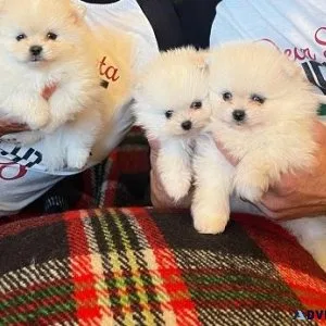 Pomeranian