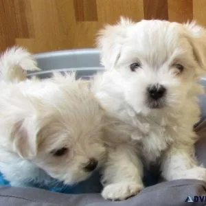 Adorable Teacup Maltese puppies