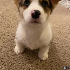 Gorgeous Pembroke Welsh Corgi puppies