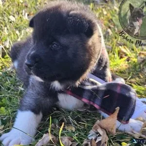 Akita puppies