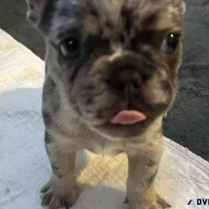AKC Male French Bulldog Pup