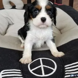 Cavalier King Charles Spaniel puppies
