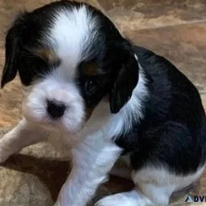Adorable  Cavalier King Charles Puppies