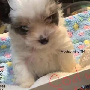 Yorkies biewer terriers males