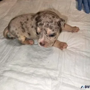 American Bully Hybrid Bull