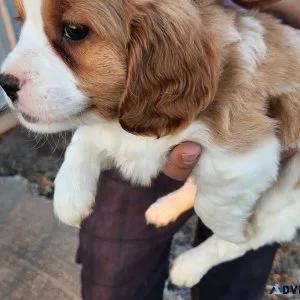 Purebred Cavalier King Charles Puppies