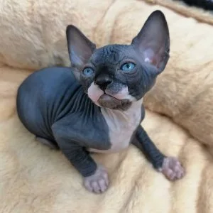Hairless sphynx kittens for sale