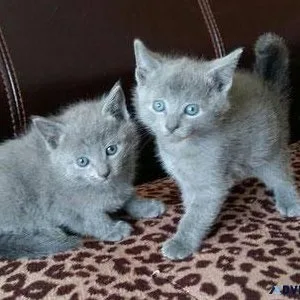 Russian blue kittens available now