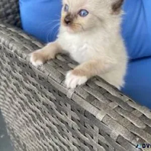 Quality Ragdoll kittens available