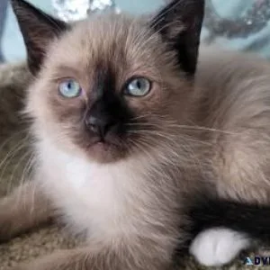 Siamese kittens now available
