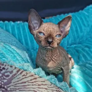 Sphynx kittens near me