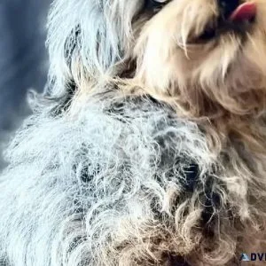 Tiny toy aussiedoodle