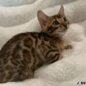 Playful bengal kittens available