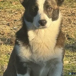Registered brindle female corgi