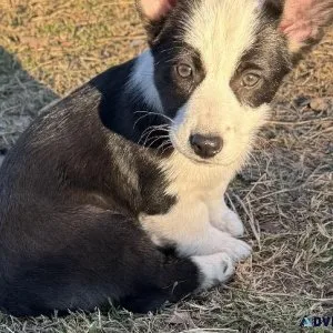 Gorgeous registered female corgi
