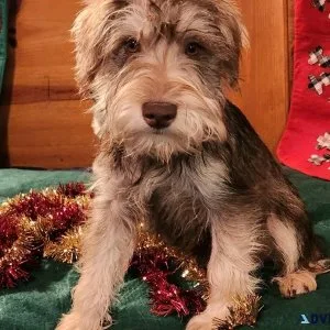 Min.Schnauzer puppies boys