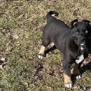 German shepherdHusky 9 weeks