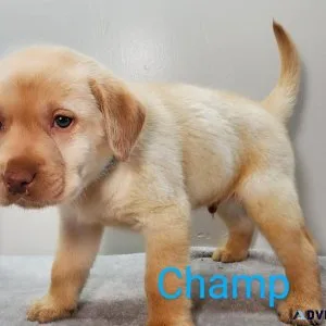 English AKC lab