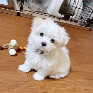 Cutest adorable teacup maltese puppies