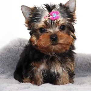 Super teacup-sized yorkie