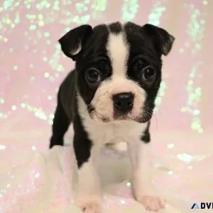 CKC Boston Terrier Puppies 
