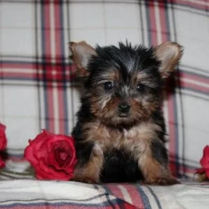 Pure bred yorkie puppies