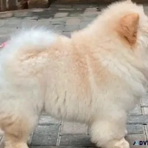 Chow Chow gorgeous CKC reg&rsquod cream male puppy