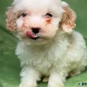 Cute Mini Female Cockapoo Rehoming