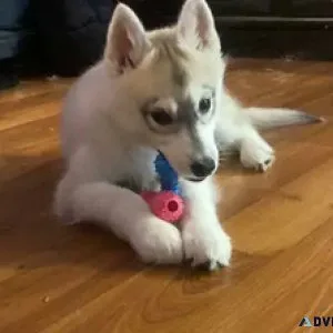 beautiful pomsky puppy