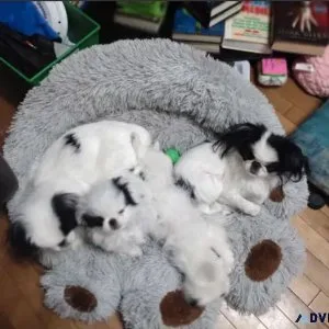 Japanese chin puppies